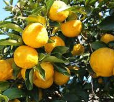 Citrus junos- Citron yuzu Corse