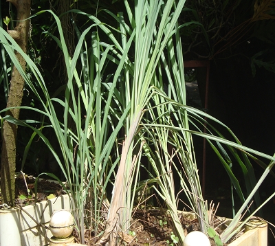 Cymbopogon citratus - Citronnelle