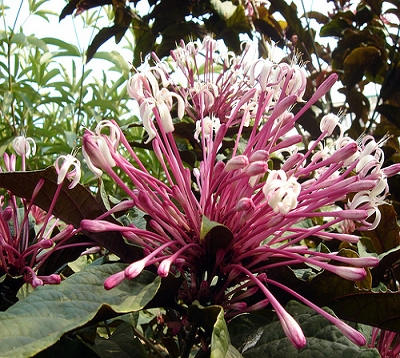 🚫 Clerodendrum quadriloculare - Clerodendron quadriloculare