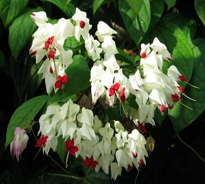 Clerodendrum thomsonae - Clerodendron thomsonae