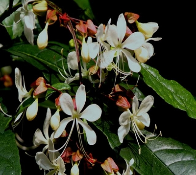 Clerodendrum wallichii - Clerodendron wallichi