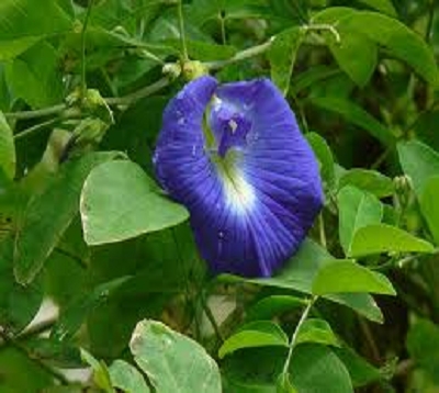 Clitoria - Clitoria