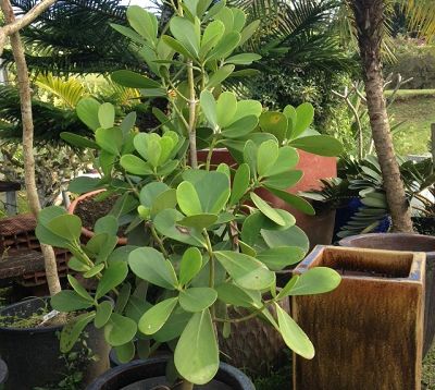 Clusia guttifera - Clusia guttifera