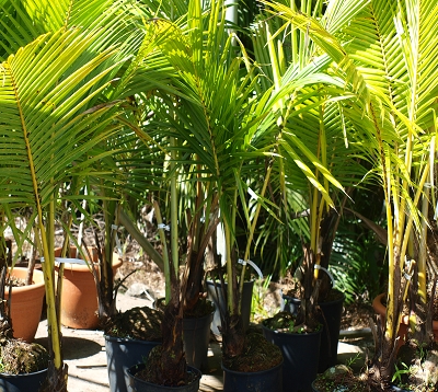 Cocos nucifera - Cocotier