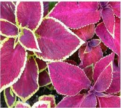 Coleus - Coleus - tapis monseigneur