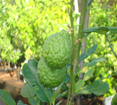 Citrus hystrix - Combava kindia