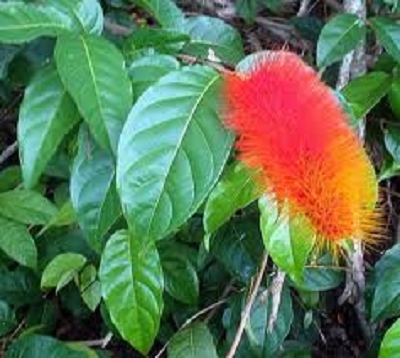 Combretum rotundifolium - Combretum