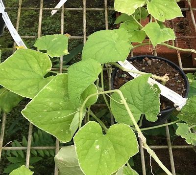 Cucumis sativus - Concombre