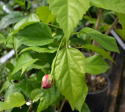 Hibiscus rosa sinensis - Coquelicot