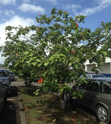 Cordia sebestena - Cordia -Sebestier