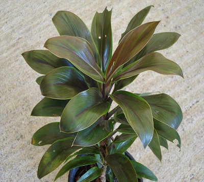 Cordyline terminalis - Cordyline 