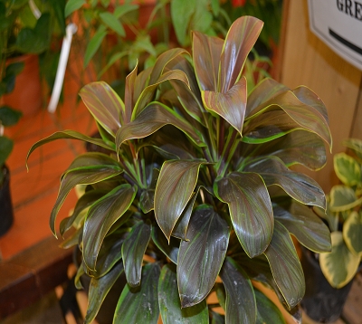 Cordyline compacta - Cordyline compacte