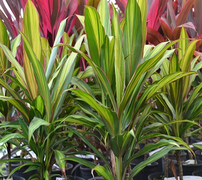 Cordyline terminalis - Cordyline Terminalis Kiwi