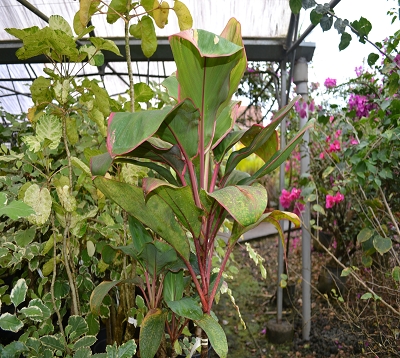 Cordyline terminalis - Cordyline panachée