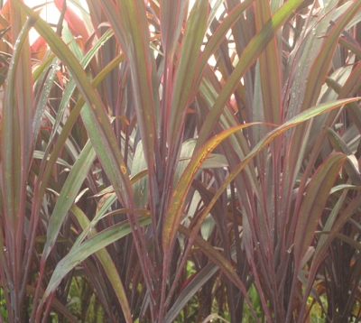 Cordyline terminalis - Cordyline rouge