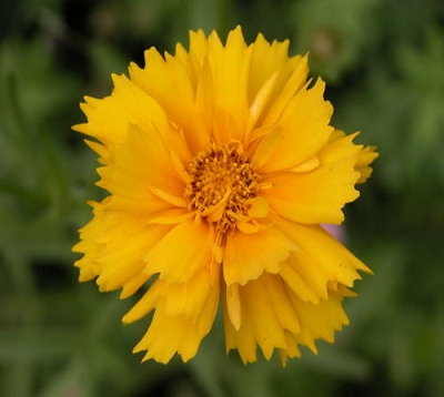 Coreopsis tinctoria - Coreopsis