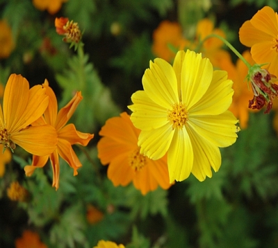 Cosmos sulphureus - Cosmos sulphureus