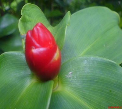 Costus spicatus - Costus