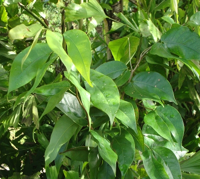 Hymenaea Courbaril - Courbaril