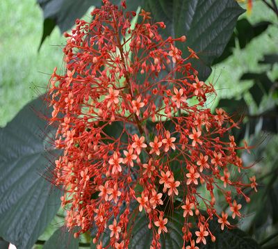 Clerodendron paniculatum - Couronne de mariée ou Pagode chinoise
