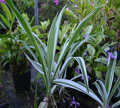 Crinum asiaticum - Crinum