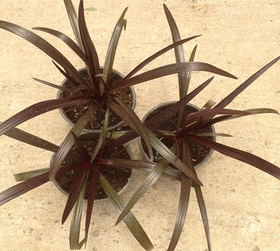 Crinum sp. 