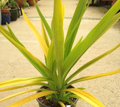 Crinum xanthophyllum - Crinum jaune