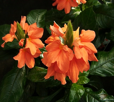 Crossandra infundibuliformis - Crossandra