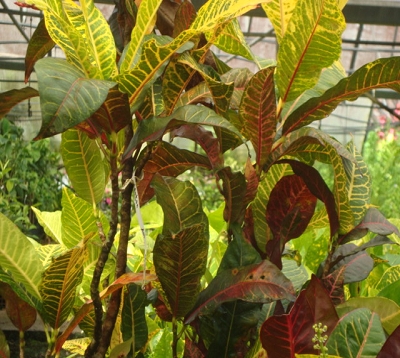 Codiaeum variegatum - Croton