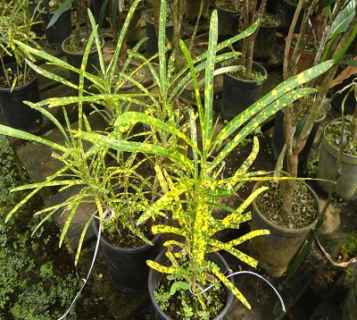 Codiaeum variegatum - Croton qui vivra verra