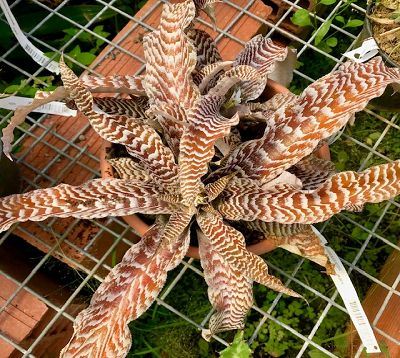 Cryptanthus 