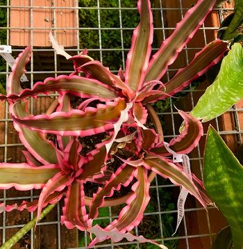 Cryptanthus 