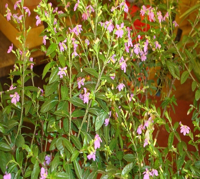 Cuphea hyssopifolia - Cuphéa violet
