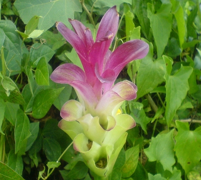 Curcuma longa - Curcuma