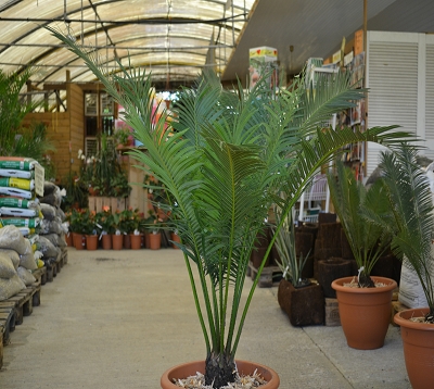 Cycas circinalis - Cycas circinalis - Faux rameaux