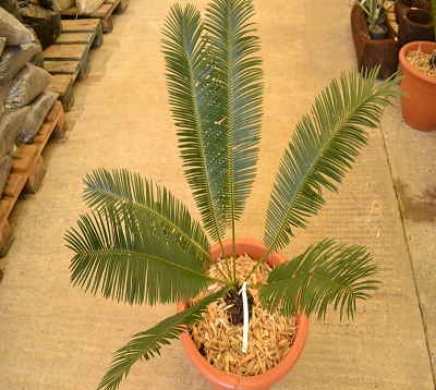 Cycas revoluta - Rameaux