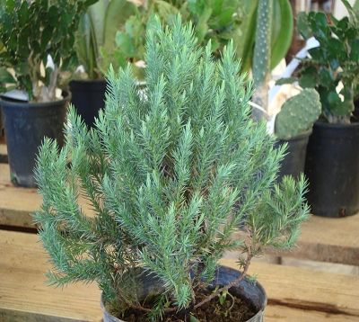 Cupressus sempervirens - Cyprès