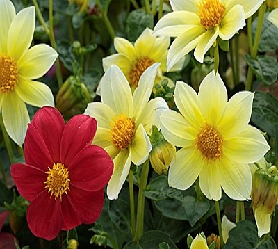 Dahlia variabilis - Dahlia variabilis