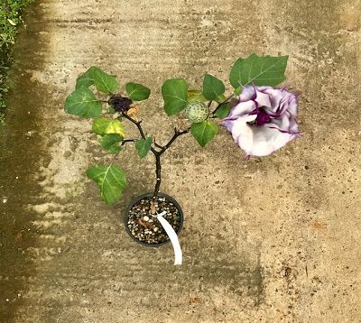 Datura - Datura