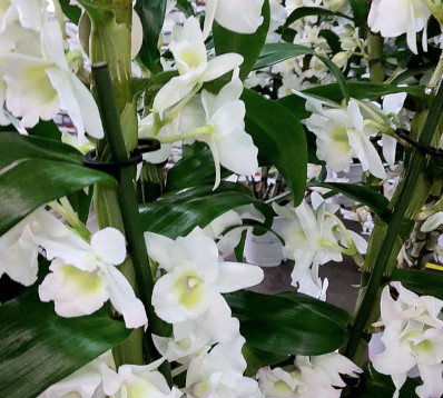 Dendrobium nobile- Orchidée odorante