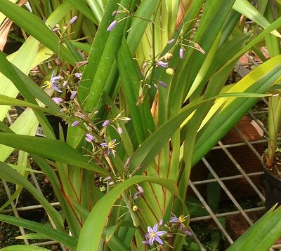 Dianella tasmanica - Dianella vert