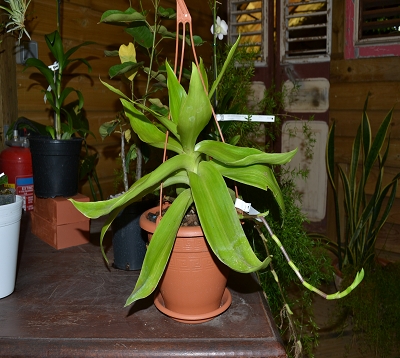 Dichorisandra thyrsiflora - Dichorisandra