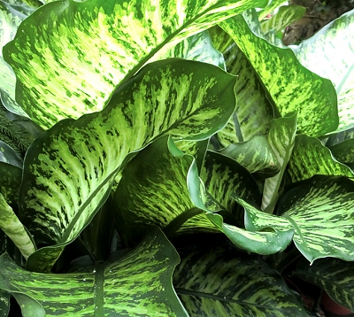 Dieffenbachia amoena alba - Dieffenbachia amoena alba