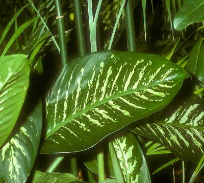 Dieffenbachia amoena - Dieffenbachia amoena