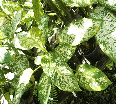 Dieffenbachia picta  - Dieffenbachia picta
