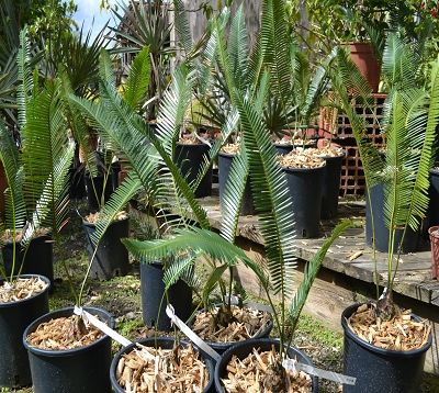 Dioon edule - Dioon