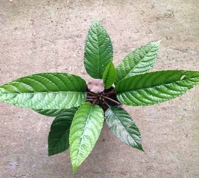 Dorstenia elata - Dorstenia Congo Fig