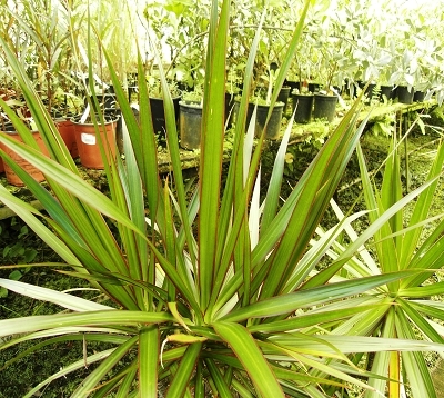 Dracaena marginata - Dracaena marginata