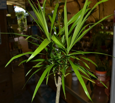 Dracaena reflexa nana - Dracaena Reflexa Nain vert