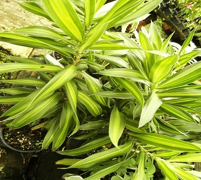 Dracaena reflexa aurea - Pleomele panaché